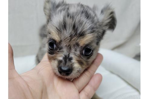 成約済の神奈川県のミックス犬-360223の9枚目