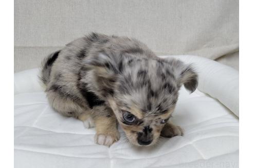 成約済の神奈川県のミックス犬-360223の8枚目