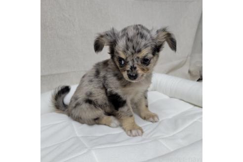 成約済の神奈川県のミックス犬-360223の6枚目