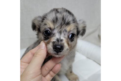 成約済の神奈川県のミックス犬-360223の5枚目