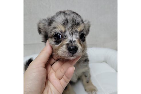 成約済の神奈川県のミックス犬-360223の4枚目
