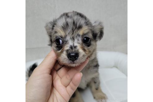 成約済の神奈川県のミックス犬-360223の3枚目