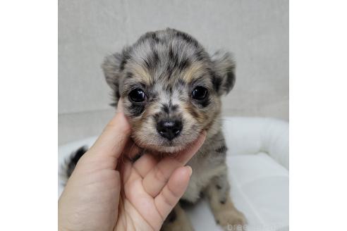 成約済の神奈川県のミックス犬-360223の2枚目