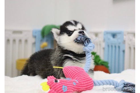 成約済の東京都のシベリアンハスキー-365956の2枚目