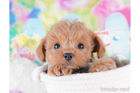 成約済の群馬県のミックス犬-368442の6枚目