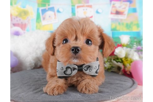 成約済の群馬県のミックス犬-368442の4枚目