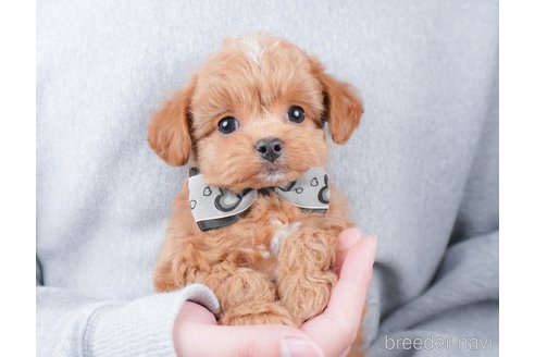 成約済の群馬県のミックス犬-368442の5枚目