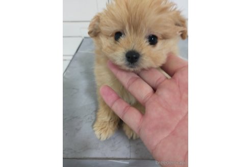成約済の宮崎県のマルプー:マルチーズ×トイプードル-366055の1枚目