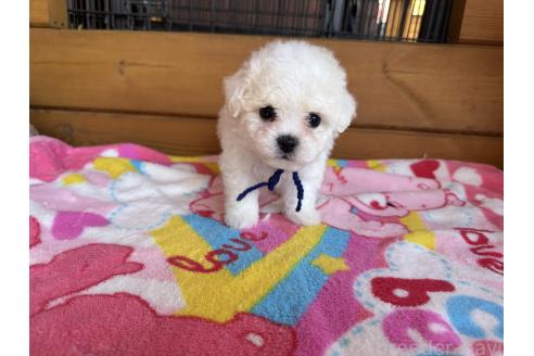 成約済の愛知県のビションフリーゼ-365994の3枚目