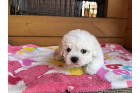 成約済の愛知県のビションフリーゼ-365996の3枚目