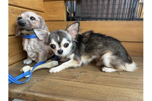 販売中の愛知県のチワワ(ロングコート)-365997の3枚目