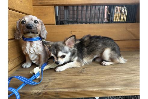 販売中の愛知県のチワワ(ロングコート)-365997の2枚目