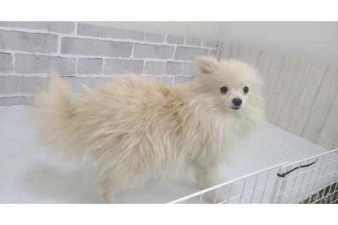 販売中の東京都のポメラニアン-325902の4枚目