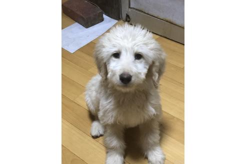 成約済の兵庫県のゴールデンドゥードル:ゴールデンレトリーバー×プードル-359103の9枚目