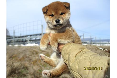 成約済の宮城県の柴犬-358045の5枚目