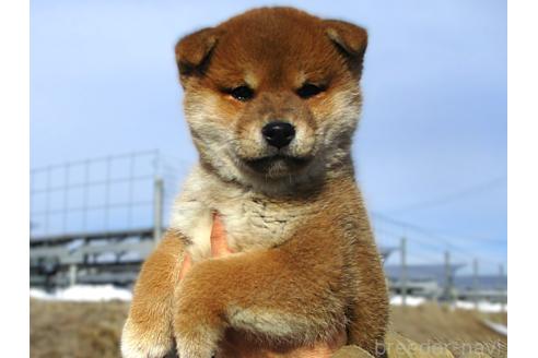 成約済の宮城県の柴犬-358045の4枚目