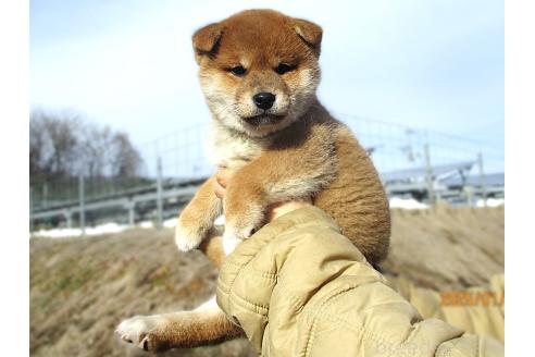 成約済の宮城県の柴犬-358045の3枚目