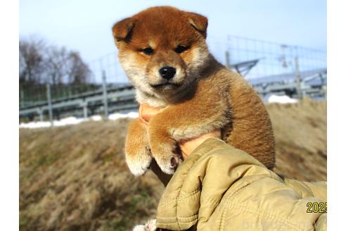 成約済の宮城県の柴犬-358045の2枚目
