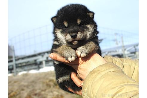 成約済の宮城県の柴犬-366263の5枚目
