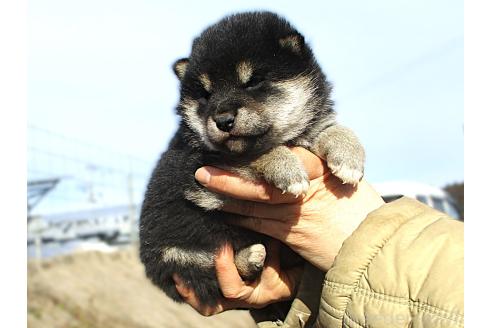 成約済の宮城県の柴犬-366263の4枚目