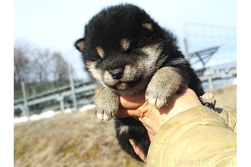 成約済の宮城県の柴犬-366263の2枚目