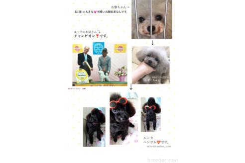 ルークくん1枚目