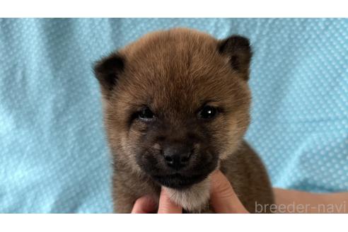 成約済の北海道の豆柴-366273の1枚目
