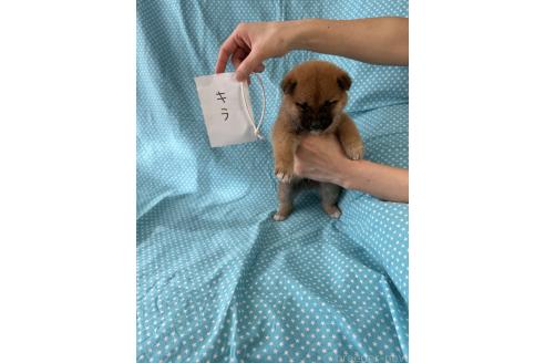 成約済の北海道の豆柴-366275の4枚目