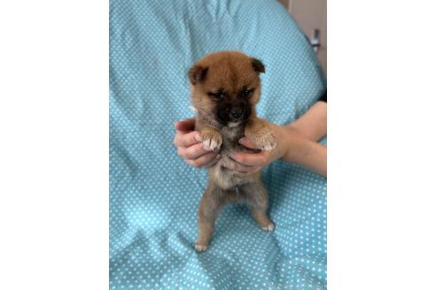 成約済の北海道の豆柴-366275の3枚目