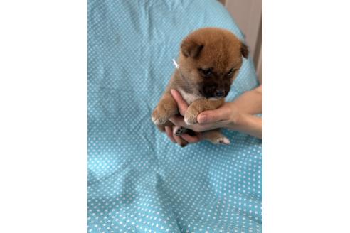 成約済の北海道の豆柴-366275の2枚目