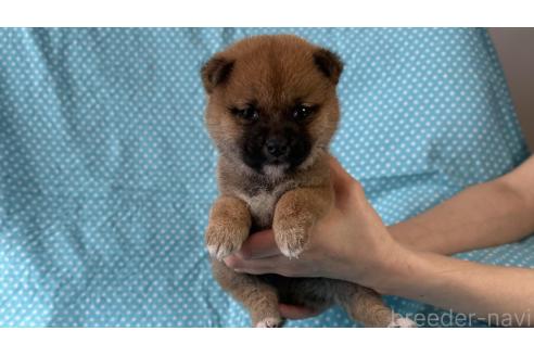 成約済の北海道の豆柴-366275の1枚目