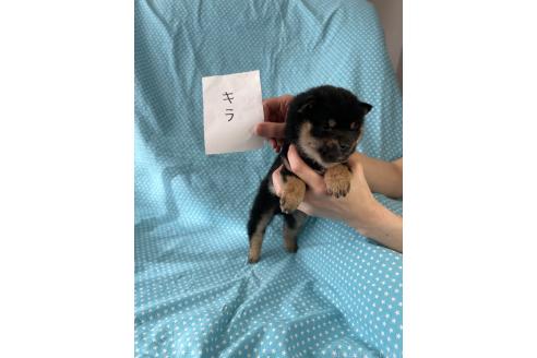 成約済の北海道の豆柴-366276の5枚目