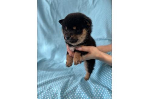 成約済の北海道の豆柴-366276の4枚目