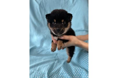 成約済の北海道の豆柴-366276の3枚目