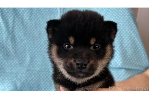 成約済の北海道の豆柴-366276の1枚目