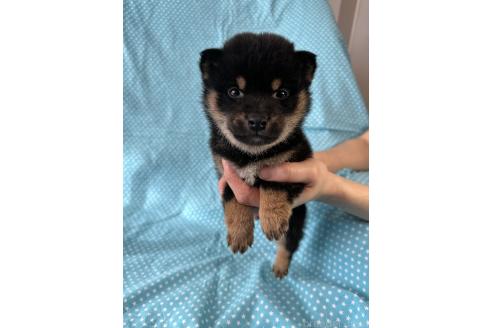 成約済の北海道の豆柴-366276の2枚目