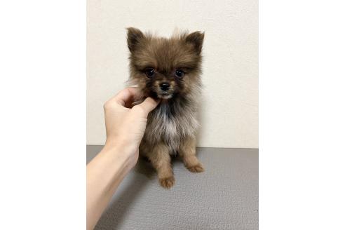 成約済の神奈川県のポメラニアン-366282の2枚目