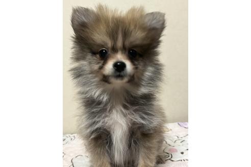 成約済の神奈川県のポメラニアン-366284の1枚目