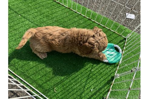 成約済の岐阜県のコッカプー:アメリカンコッカースパニエル×トイプードル-359668の2枚目