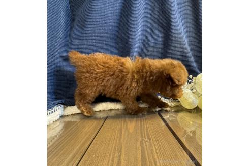 成約済の茨城県のトイプードル-366285の3枚目