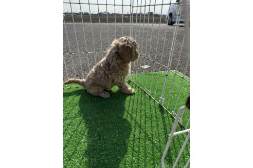 成約済の岐阜県のコッカプー:アメリカンコッカースパニエル×トイプードル-359661の2枚目