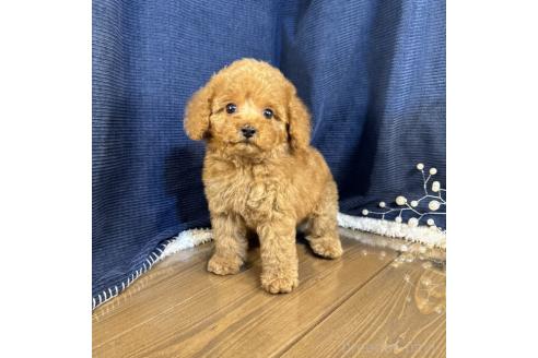 成約済の茨城県のトイプードル-366286の4枚目