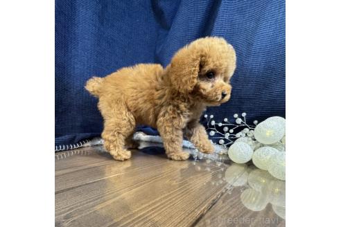 成約済の茨城県のトイプードル-366286の3枚目