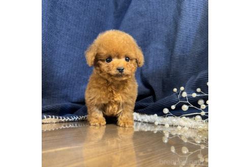 成約済の茨城県のトイプードル-366287の4枚目