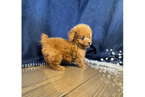 成約済の茨城県のトイプードル-366287の3枚目