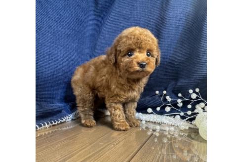 成約済の茨城県のトイプードル-366288の3枚目