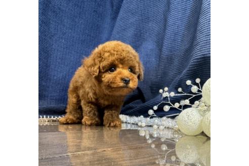 成約済の茨城県のトイプードル-366288の2枚目