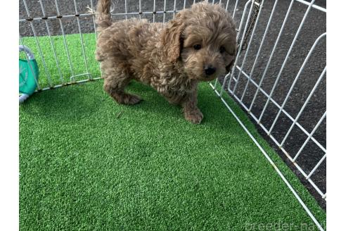 成約済の岐阜県のコッカプー:アメリカンコッカースパニエル×トイプードル-359657の3枚目
