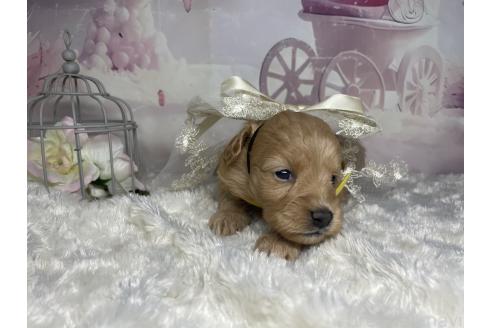 成約済の熊本県のマルプー:マルチーズ×トイプードル-364363の8枚目