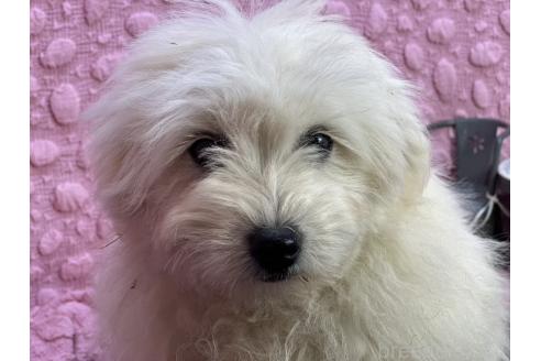 成約済の茨城県のミックス犬-365182の7枚目
